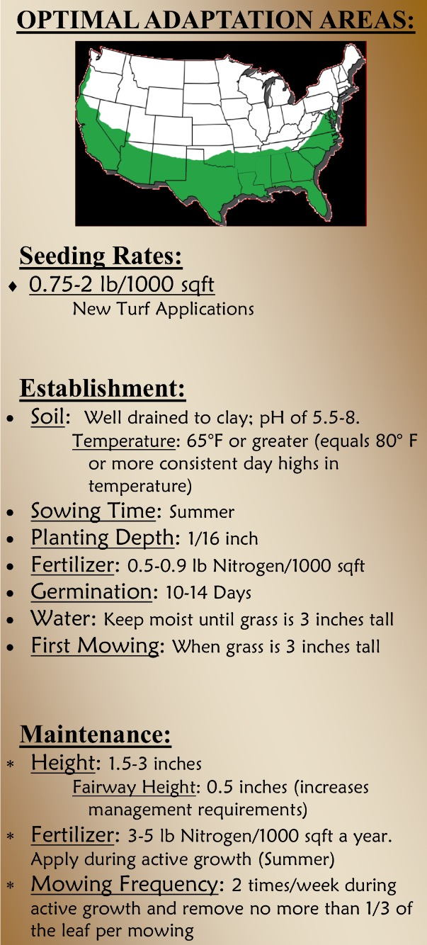Sahara II Turf Bermudagrass